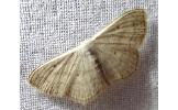 Scopula Scopula