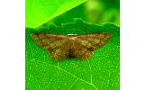 Idaea sp.