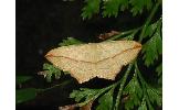 Timandra sp.