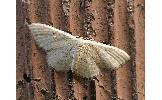 Idaea sp.