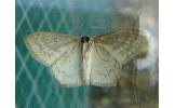 Scopula Scopula