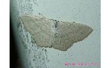 Scopula Scopula