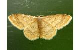 Idaea Idaea