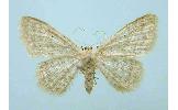 Idaea imbecilla