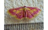Idaea muricata minor