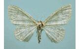 Idaea promiscuaria