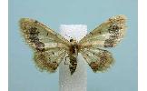 Idaea terpnaria