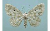 Scopula Scopula