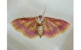 Idaea muricata minor