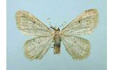 Idaea imbecilla