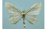 Idaea promiscuaria