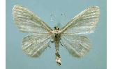 Idaea Idaea