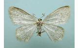 Scopula Scopula