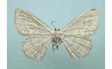 Scopula Scopula