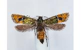Lepidotarphius perornatellus