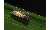 Glyphipterix gamma