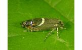 Glyphipterix gamma