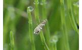 Glyphipterix Glyphipterix