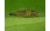 Glyphipterix Glyphipterix