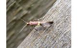 Caloptilia gloriosa