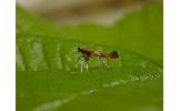 Caloptilia theivora