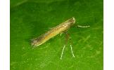 Caloptilia recitata