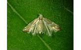 Phyllonorycter Phyllonorycter