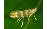 Phyllonorycter bifurcata