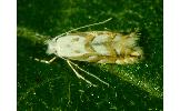 Phyllonorycter pastorella