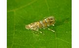 Phyllonorycter viburni