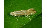 Phyllonorycter acutissimae