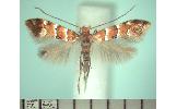 Phyllonorycter Phyllonorycter