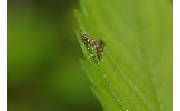 Phyllonorycter stephanandrae