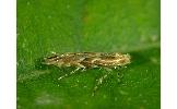 Phyllonorycter styracis