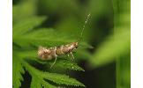 Phyllonorycter Phyllonorycter