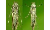 Phyllonorycter Phyllonorycter