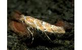 Phyllonorycter Phyllonorycter