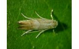 Phyllonorycter sp.