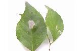 Phyllonorycter styracis