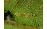 Phyllonorycter viburni