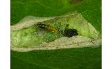 Phyllonorycter styracis