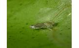 Phyllocnistis Phyllocnistis