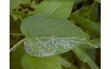 Phyllocnistis sp.