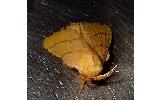 Malacosoma Malacosoma