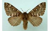 Cosmotriche lobulina pinivora