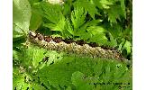 Euthrix sp.