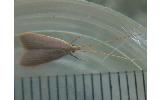 Homaloxestis Homaloxestis