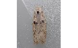 Scythropiodes issikii
