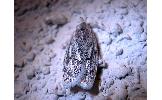 Scythropiodes sp.