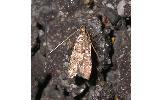 Athymoris martialis
